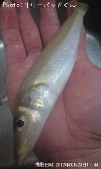 パールピンクの貴婦人