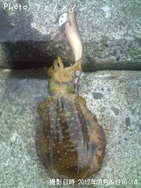 ¥¢¥ª¥ê¥¤¥«