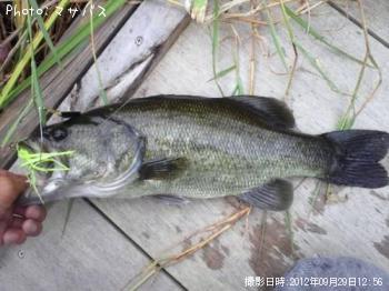 ¥Ö¥é¥Ã¥¯¥Ð¥¹