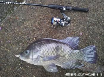 ¥Æ¥£¥é¥Ô¥¢