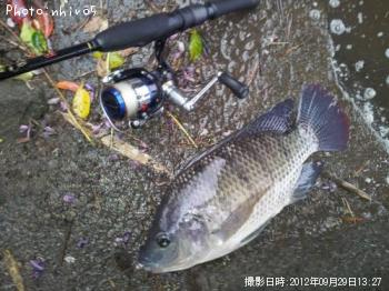 ¥Æ¥£¥é¥Ô¥¢