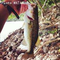 ¥Ö¥é¥Ã¥¯¥Ð¥¹