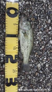 ¥Ö¥é¥Ã¥¯¥Ð¥¹