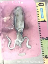 �����ꥤ��