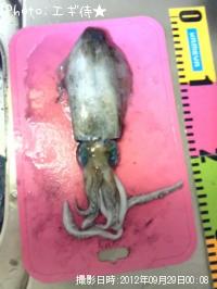 �����ꥤ��