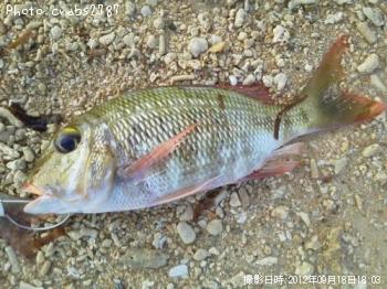 �����ʥ�