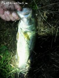 ¥Ö¥é¥Ã¥¯¥Ð¥¹