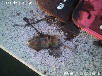 �����ꥤ��