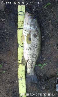 �֥�å��Х�