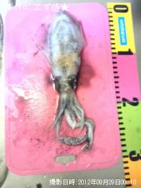 �����ꥤ��