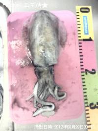 �����ꥤ��