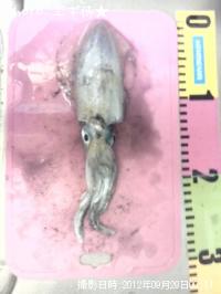 ¥¢¥ª¥ê¥¤¥«