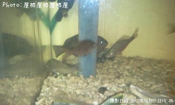 ���ߥ��ʥ����٥�