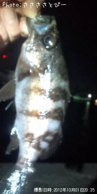 ���ꥢ��Х�