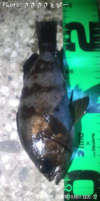 ���ꥢ��Х�