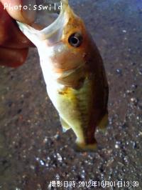 �֥�å��Х�