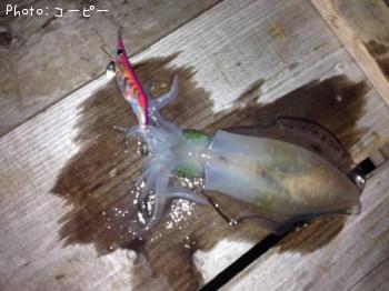 ¥¢¥ª¥ê¥¤¥«