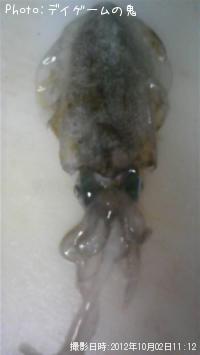 ¥¢¥ª¥ê¥¤¥«