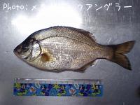 ���ߥ��ʥ�