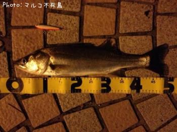 �����Х�