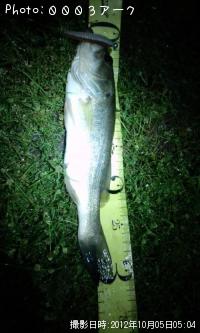 �֥�å��Х�