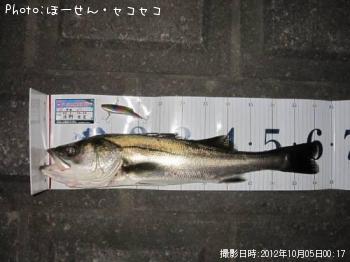 �����Х�