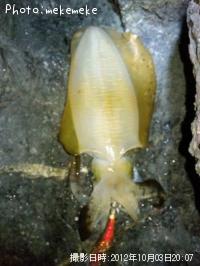 ¥¢¥ª¥ê¥¤¥«