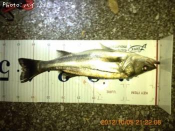 �����Х�