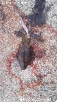 �����ꥤ��