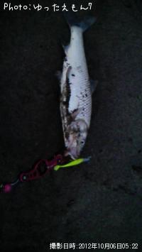 ¥Þ¥ë¥¿¥¦¥°¥¤