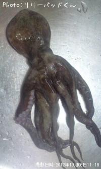 �����ȥѥ��ۡ����