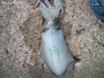 �����ꥤ��