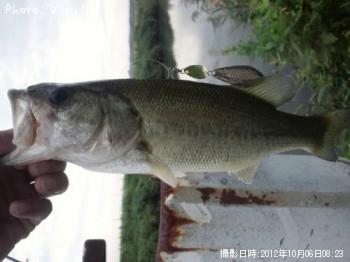 �֥�å��Х����ʥޥ�