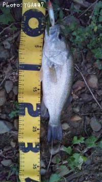 �֥�å��Х�