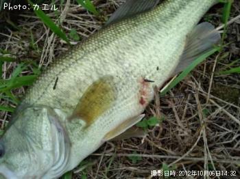 �֥�å��Х�