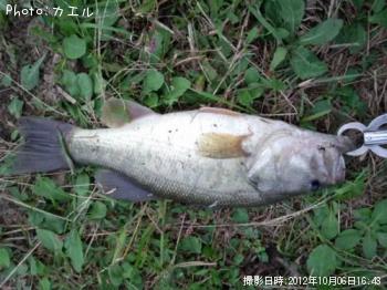 �֥�å��Х�