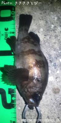 ¥á¥Ð¥ë¡õ¥·¡¼¥Ð¥¹