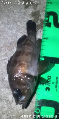 ¥á¥Ð¥ë¡õ¥·¡¼¥Ð¥¹