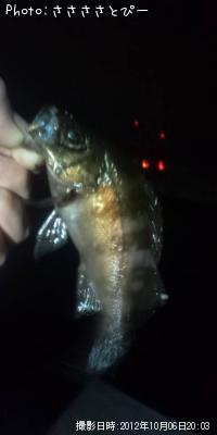 ¥á¥Ð¥ë¡õ¥·¡¼¥Ð¥¹