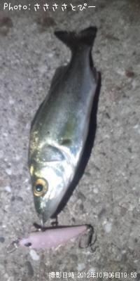 ¥á¥Ð¥ë¡õ¥·¡¼¥Ð¥¹