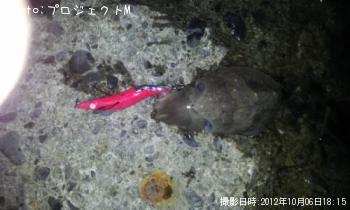 ���ߥ���