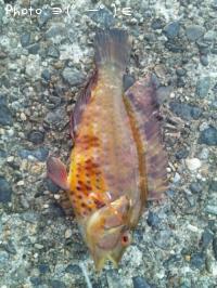 ���ϥ����٥�