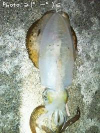 ¥¢¥ª¥ê¥¤¥«