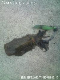 ¥¢¥ª¥ê¥¤¥«