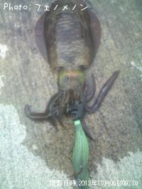 ¥¢¥ª¥ê¥¤¥«