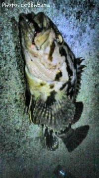 �����Υ���Х�