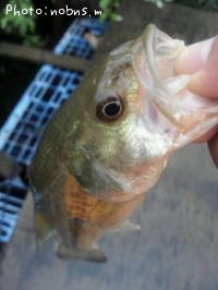 ¥Ö¥é¥Ã¥¯¥Ð¥¹