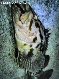 �����Υ���Х�