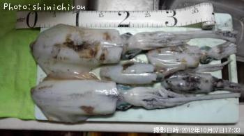 ¥¢¥ª¥ê¥¤¥«