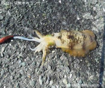 �����ꥤ��